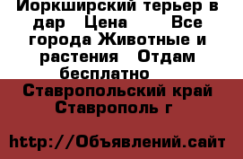 Йоркширский терьер в дар › Цена ­ 1 - Все города Животные и растения » Отдам бесплатно   . Ставропольский край,Ставрополь г.